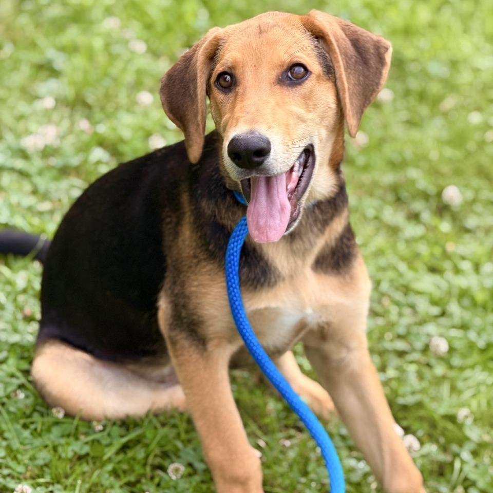 Enlarge Ronja, a Adoptable mixed breed in Sparta, NJ image 2/5