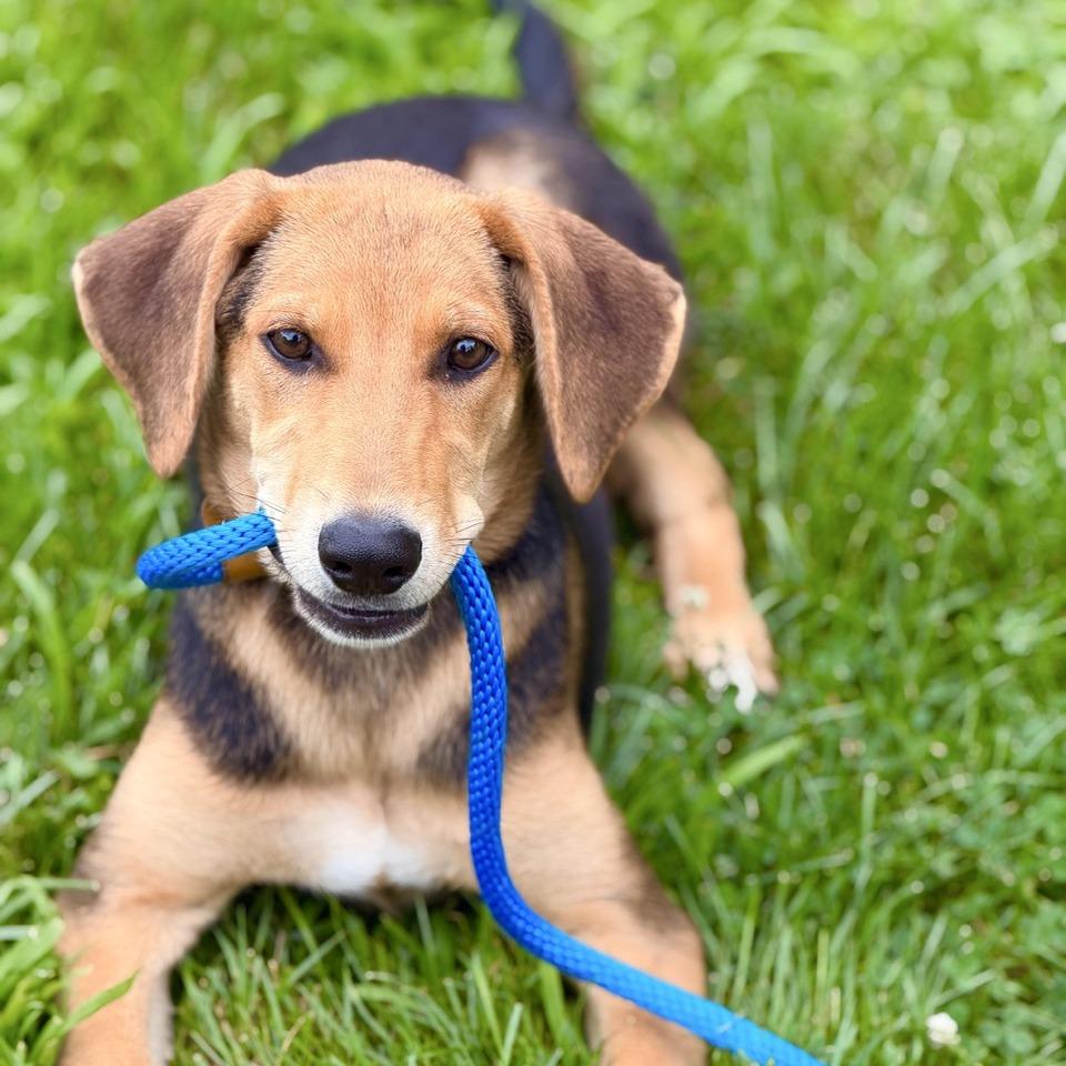 Enlarge Ronja, a Adoptable mixed breed in Sparta, NJ image 3/5