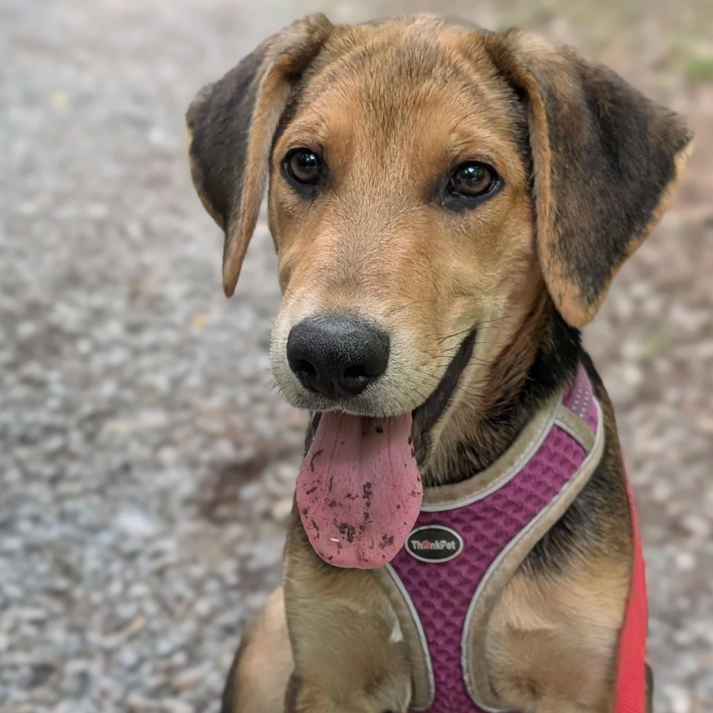 Enlarge Ronja, a Adoptable mixed breed in Sparta, NJ image 4/5