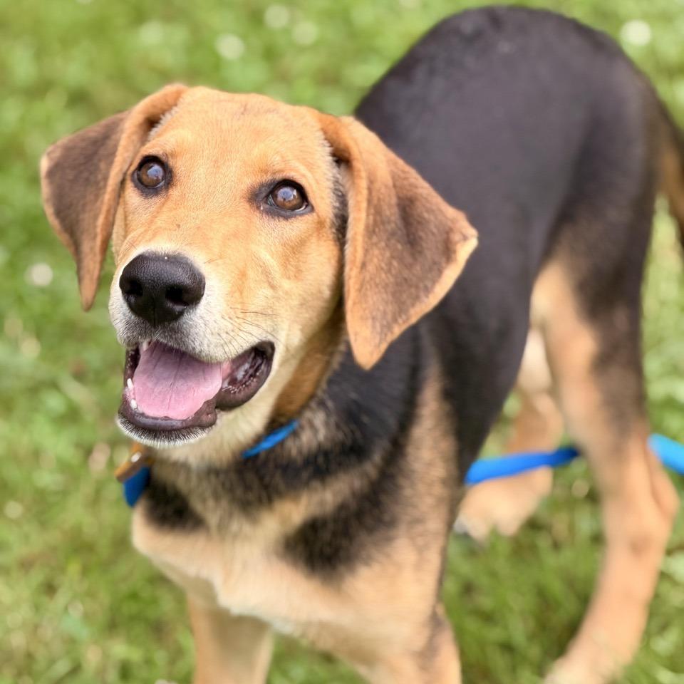 Enlarge Ronja, a Adoptable mixed breed in Sparta, NJ image 5/5