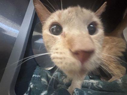 Liz (E56), Adoptable, Adult Female Domestic Short Hair & Domestic Short Hair.
