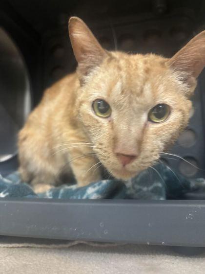 Enlarge Liz (E56), a Adoptable mixed breed in Lafayette, IN image 2/2
