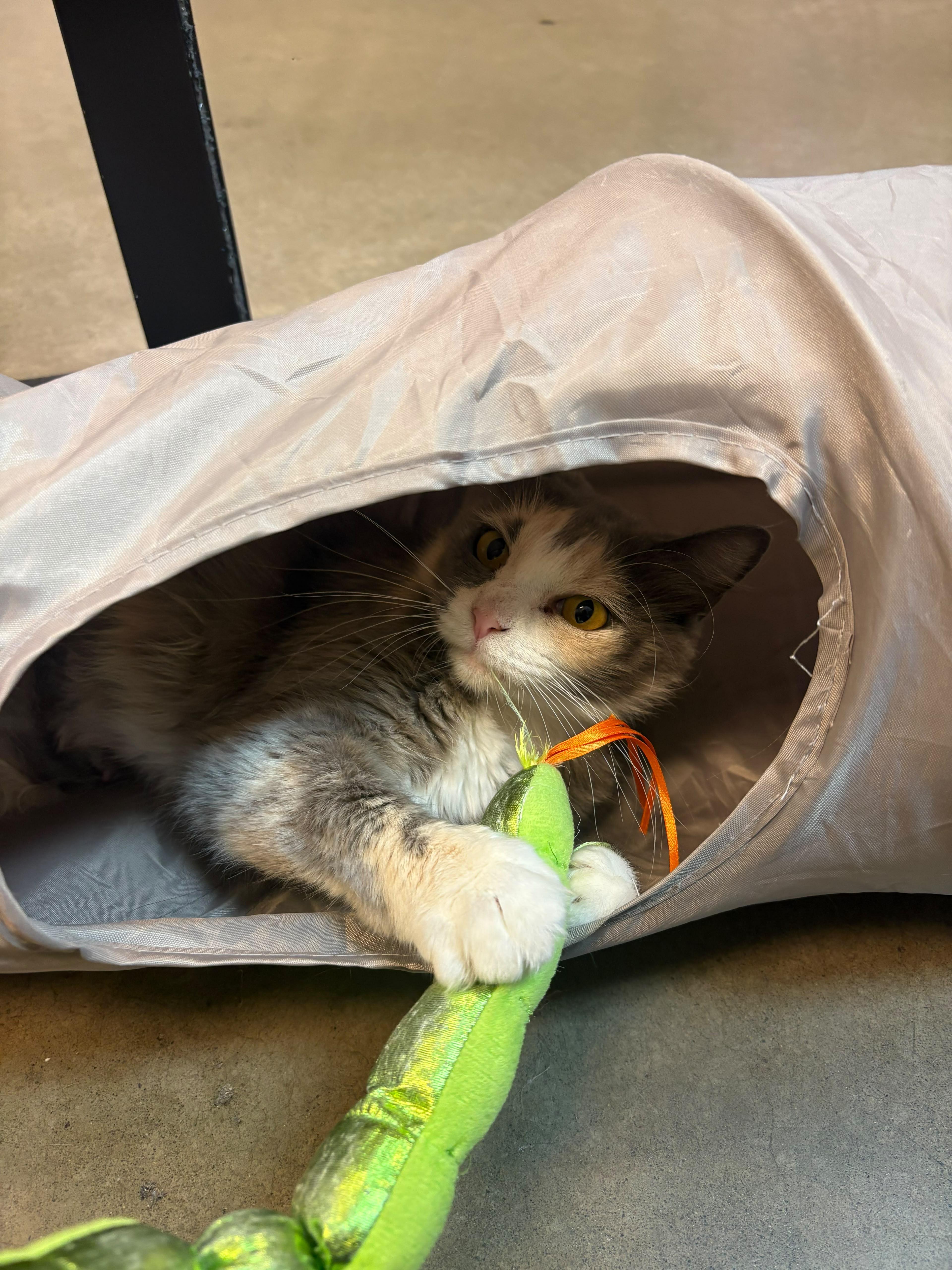 Lovely, an adopted mixed breed in Woodinville, WA image 3/6