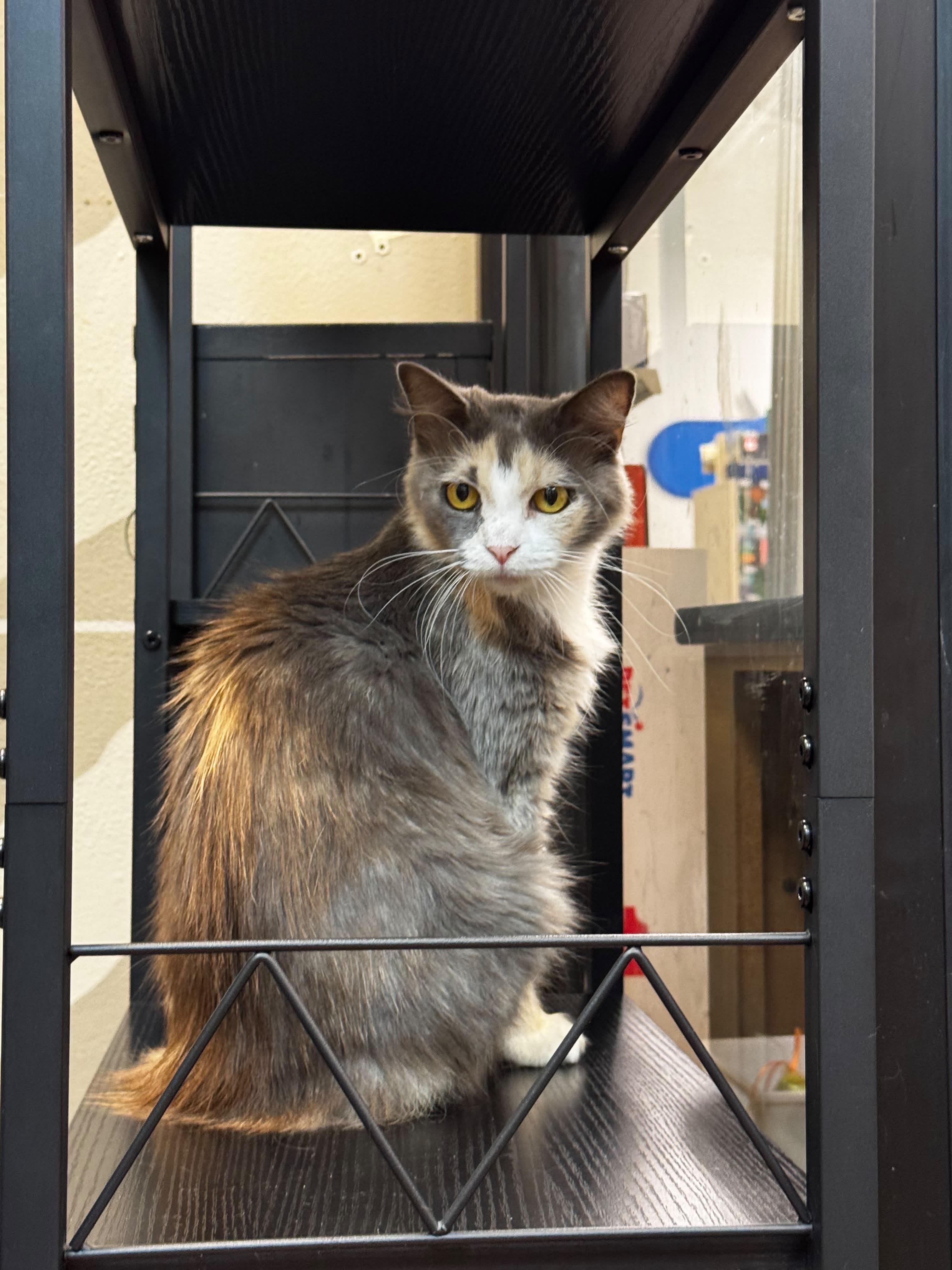 Lovely, adopted, Young Female Norwegian Forest Cat & Dilute Calico.