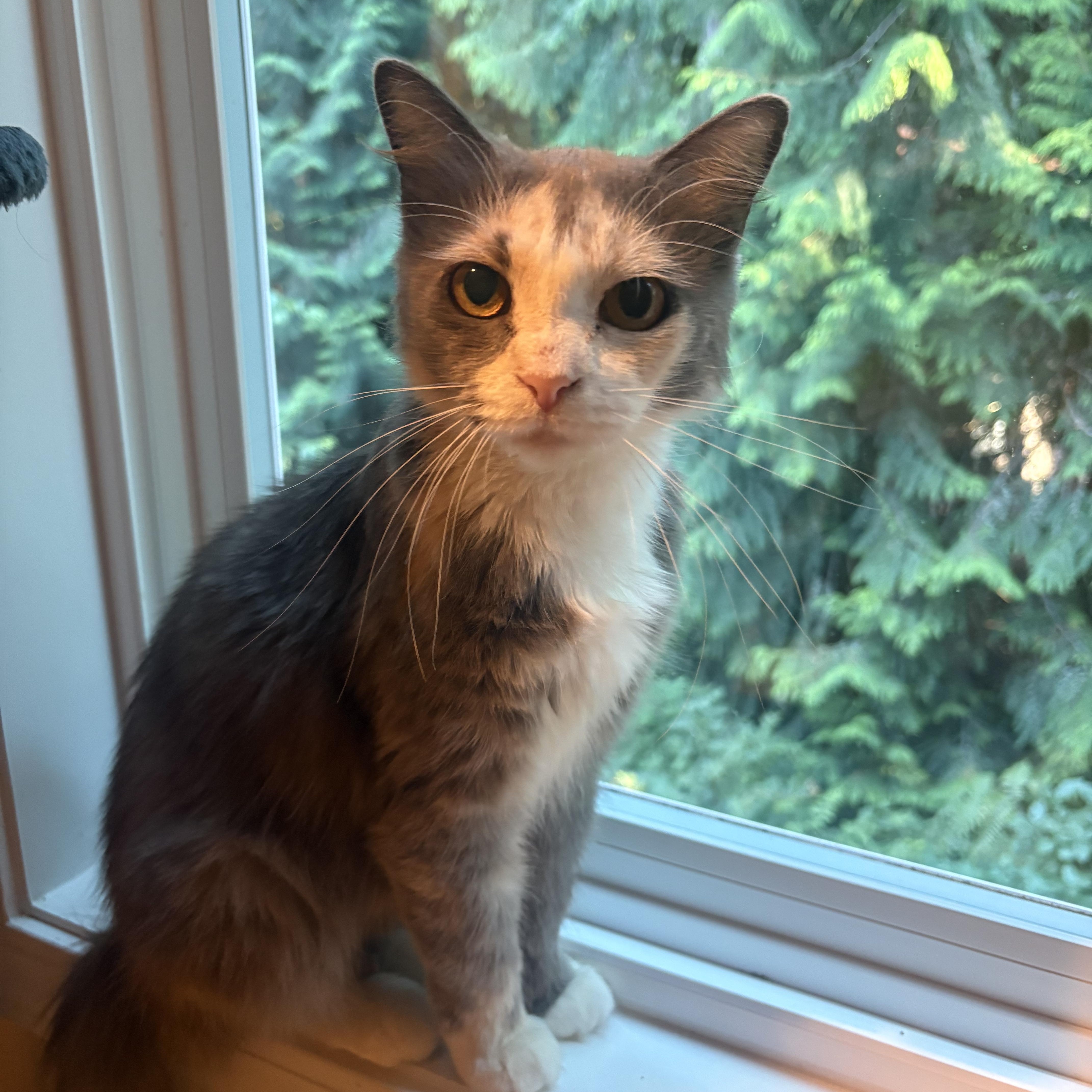 Lovely, an adopted mixed breed in Woodinville, WA image 2/6