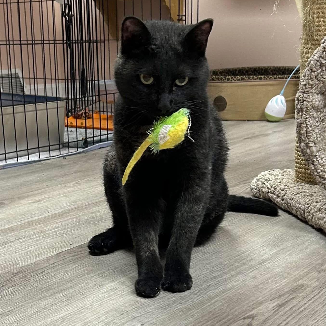 Ender, a Adoptable mixed breed in South Park, PA image 3/6