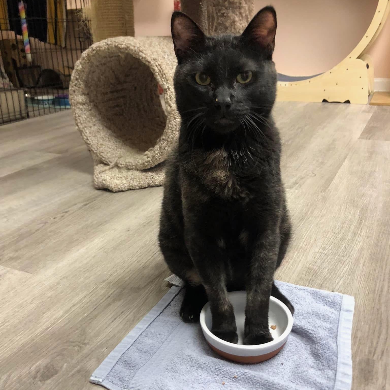 Ender, a Adoptable mixed breed in South Park, PA image 5/6