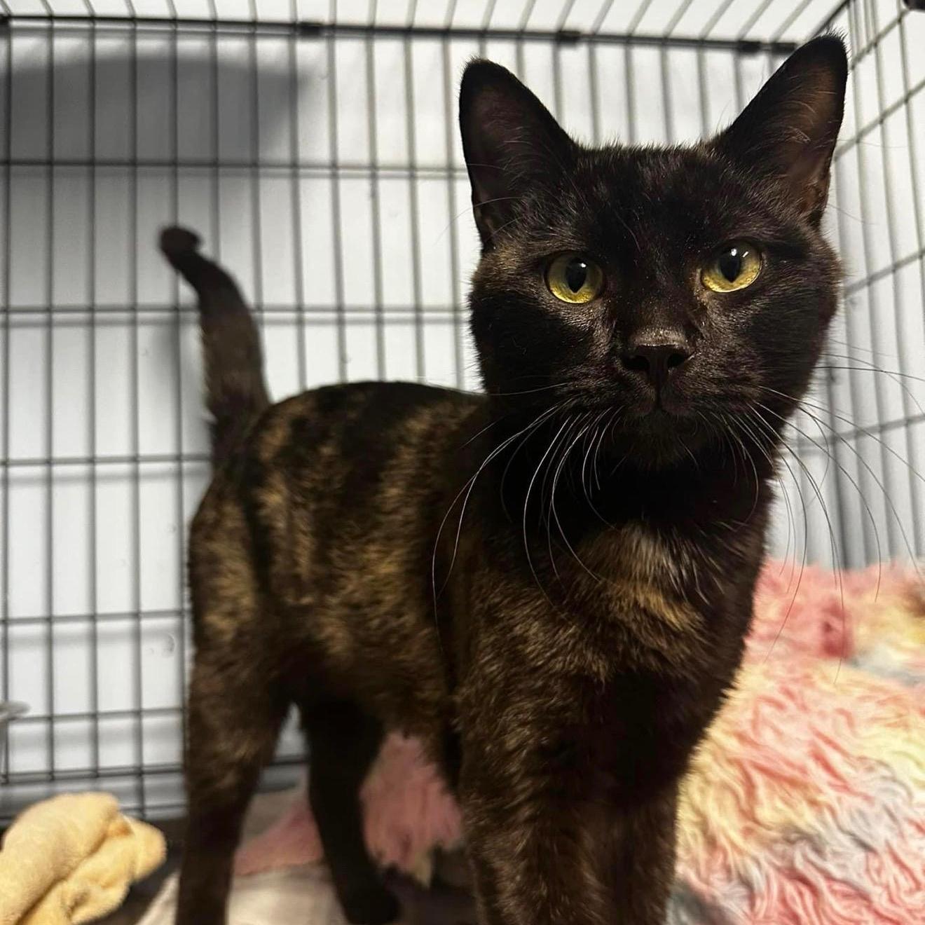 Ender, Adoptable, Adult Male Tortoiseshell.