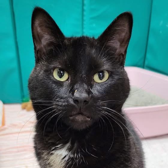 Ender, a Adoptable mixed breed in South Park, PA image 6/6