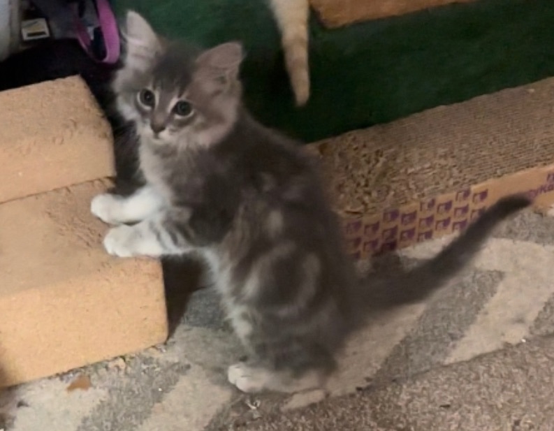 Smokey, Adopted, Kitten Male Domestic Long Hair.