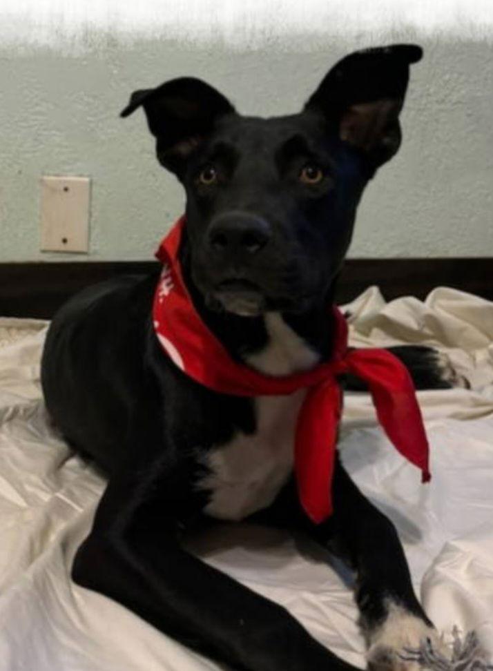 Enlarge Rocky Road, a Adoptable mixed breed in Mentone, CA image 1/1