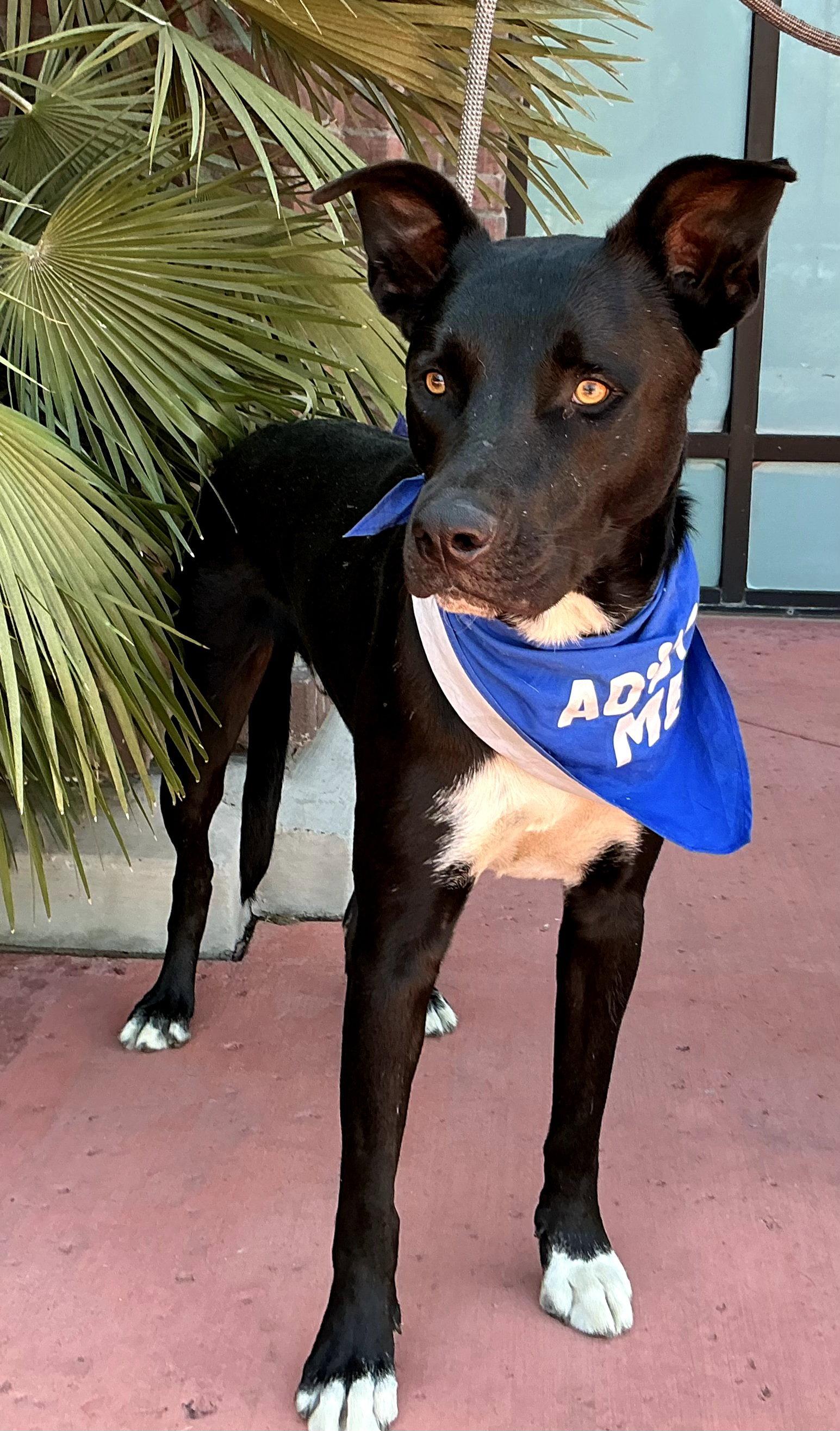 Enlarge Rocky Road, a Adoptable mixed breed in Mentone, CA image 2/2