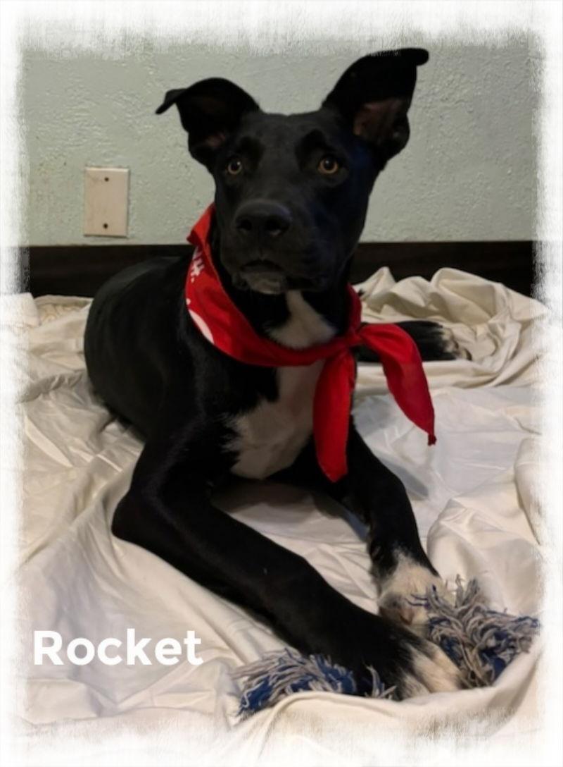 Enlarge Rocket, a Adoptable mixed breed in Mentone, CA image 1/1