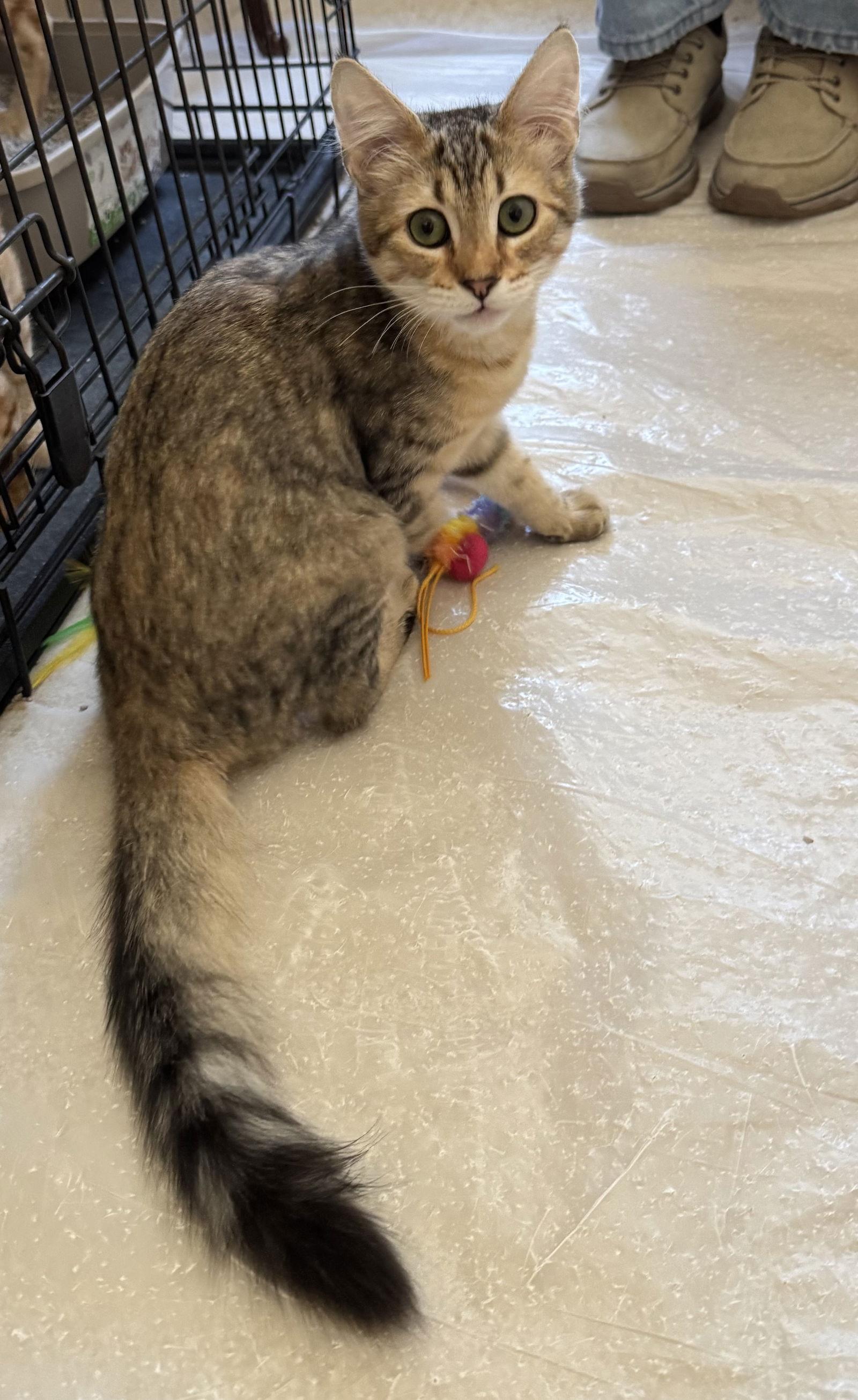 Enlarge Sable, a Adopted Domestic Short Hair in danville, CA image 1/1