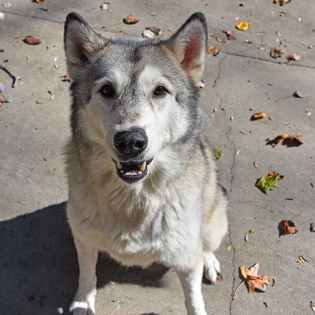 Kratos, Adoptable, Senior Male Husky & Mixed Breed.