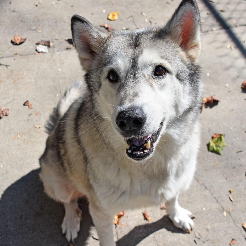 Kratos, a Adoptable mixed breed image 1/3