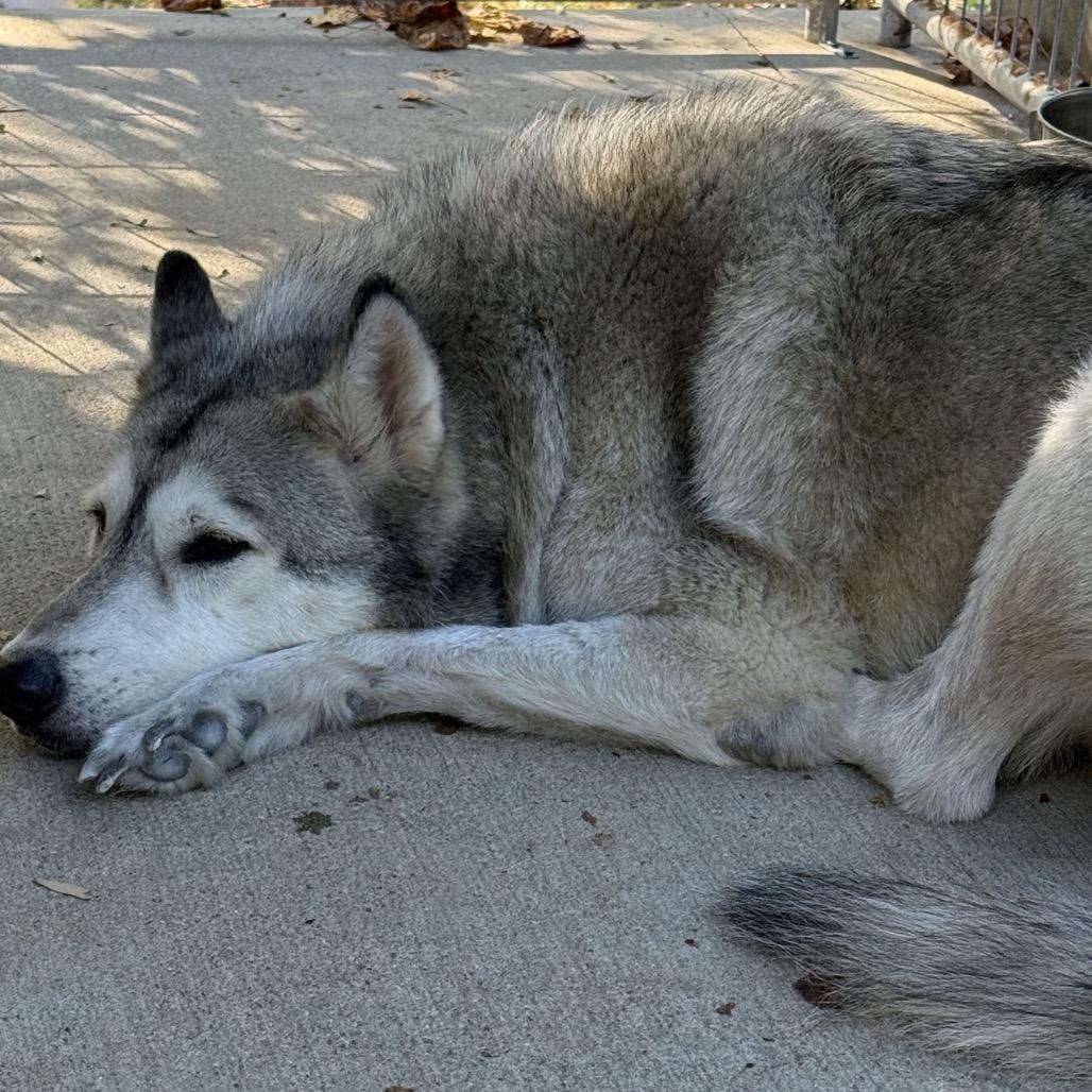 Kratos, a Adoptable mixed breed image 2/3