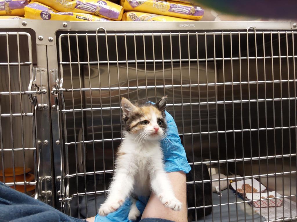 2024-12-009, Adopted, Young Female Domestic Medium Hair.