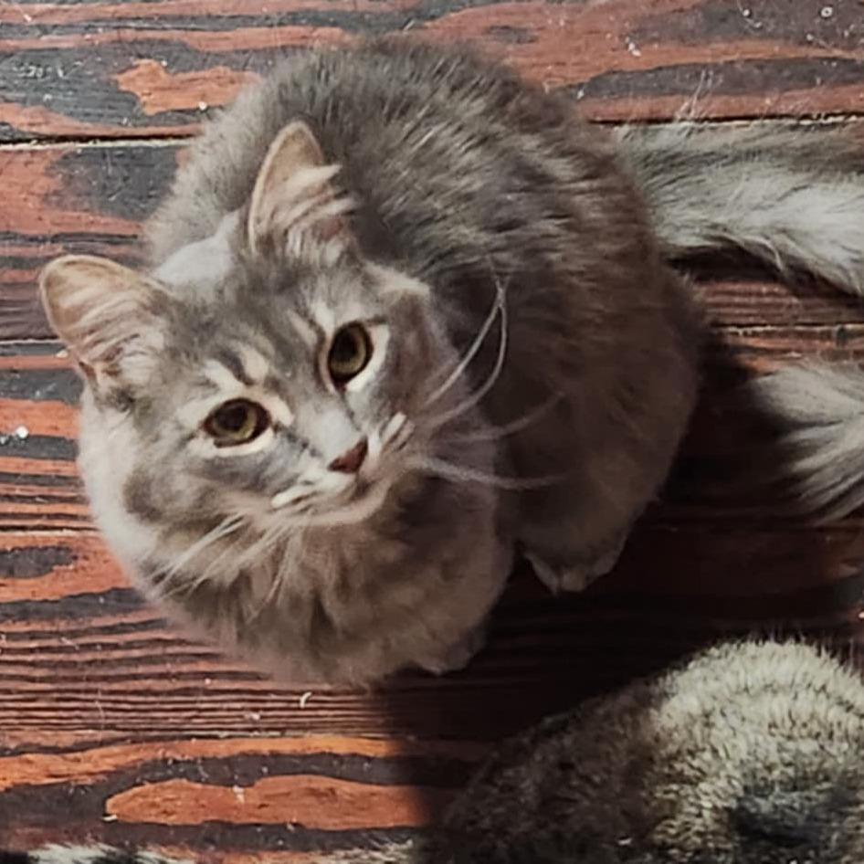 Enlarge Violet, a Adoptable Domestic Medium Hair in Southington, OH image 2/2