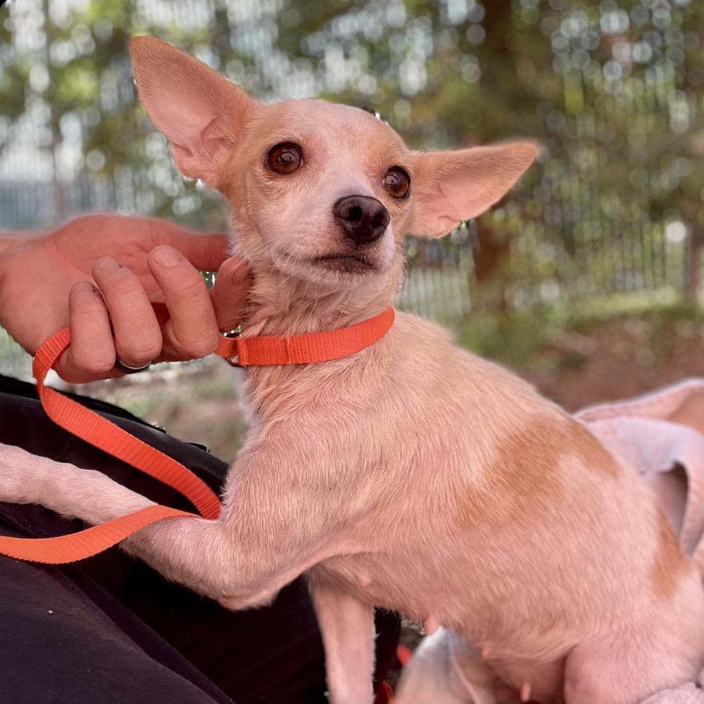 Wanda, Adoptable, Adult Female Chihuahua & Mixed Breed.