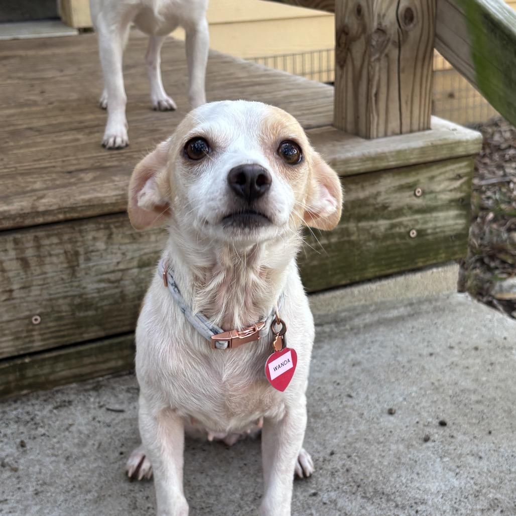 Enlarge Wanda, a Adoptable mixed breed in Wimberley, TX image 2/5