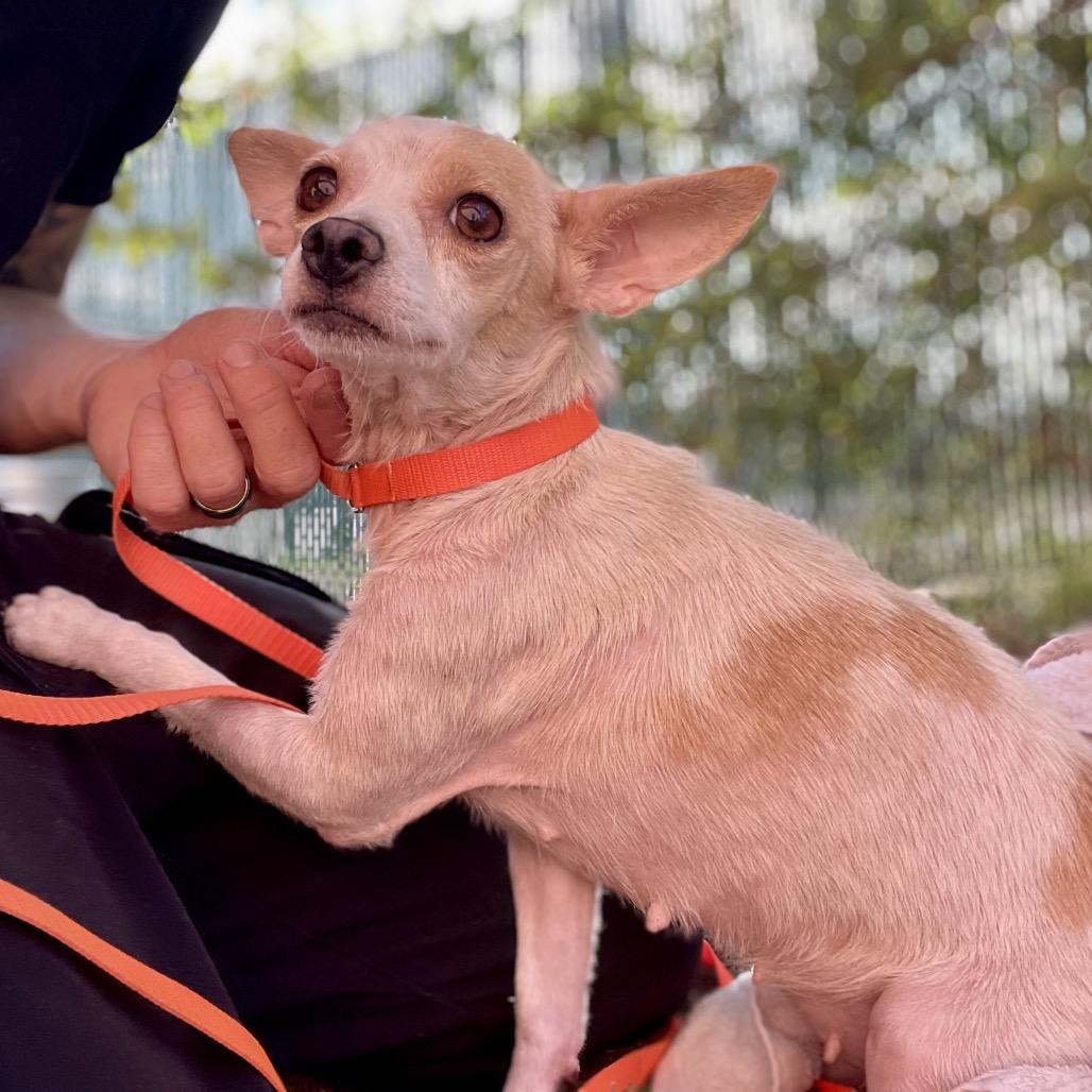 Enlarge Wanda, a Adoptable mixed breed in Wimberley, TX image 3/5
