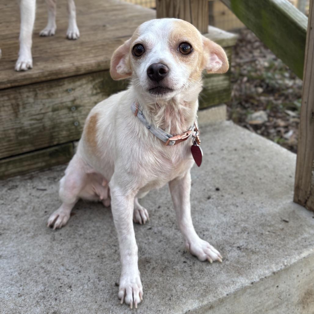 Enlarge Wanda, a Adoptable mixed breed in Wimberley, TX image 4/5