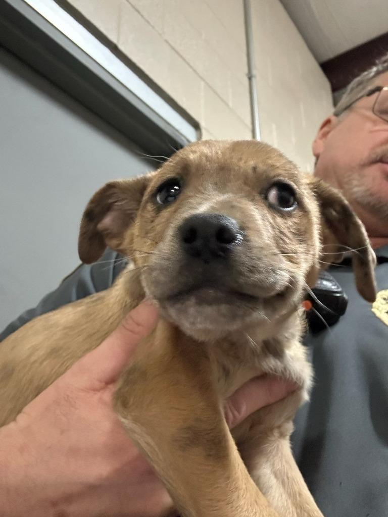 Bit, Adoptable, Puppy Female Labrador Retriever & Mixed Breed.