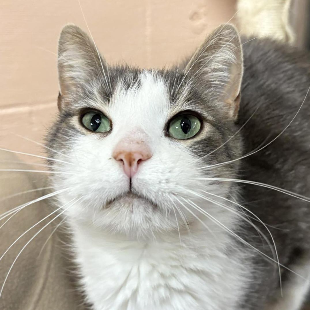 Rumples, ADOPTABLE, Adult Male Domestic Short Hair.