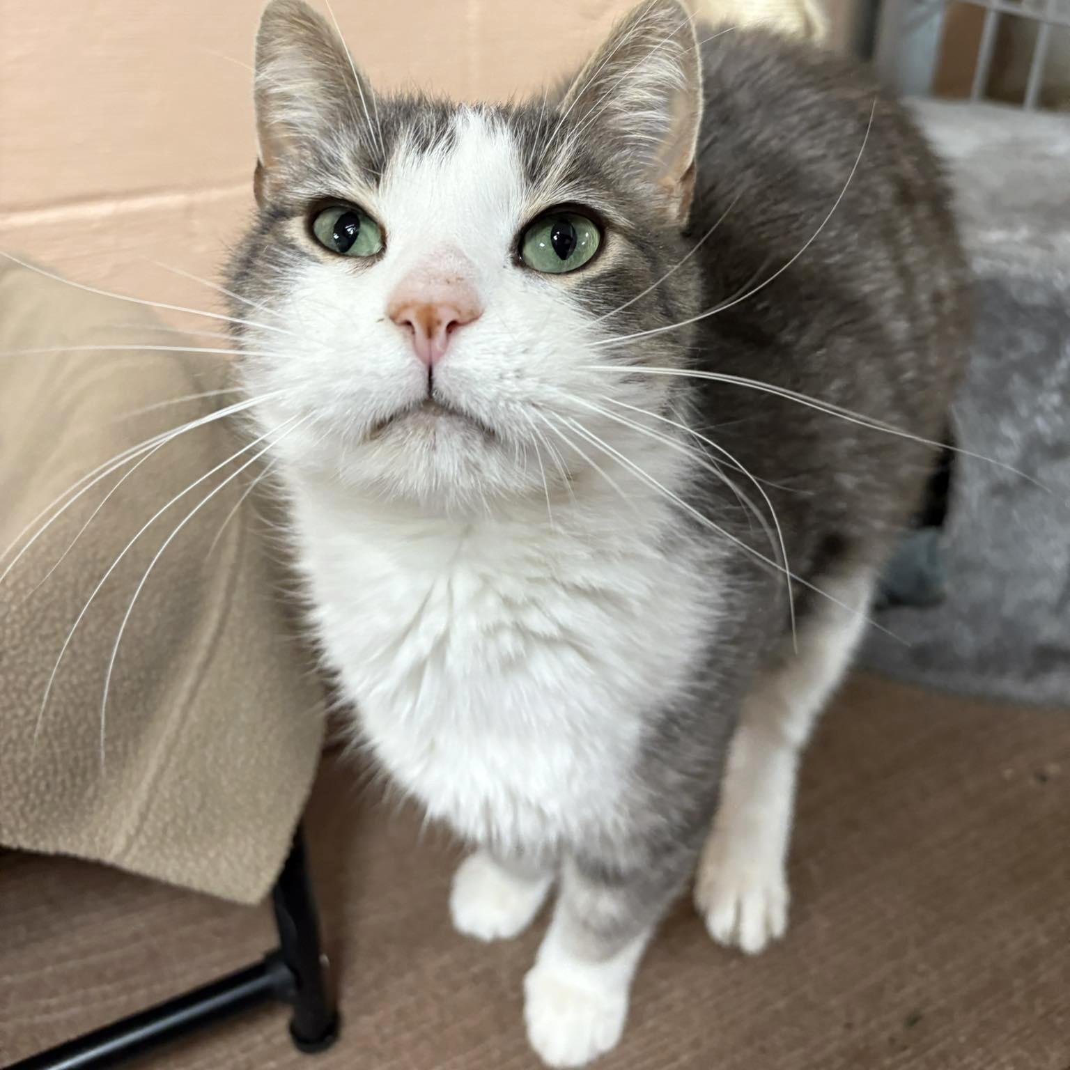 Enlarge Rumples, a ADOPTABLE Domestic Short Hair in Olean, NY image 2/2