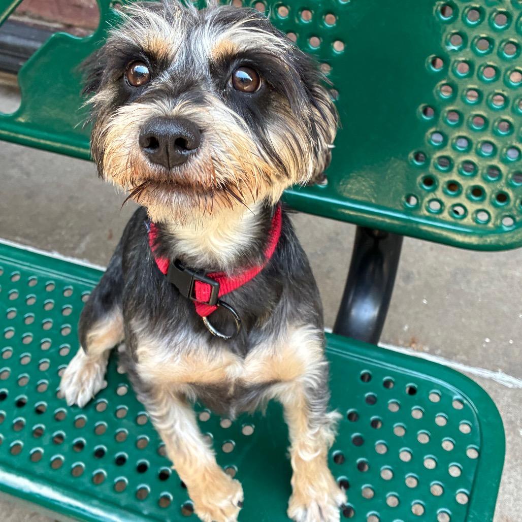 Enlarge Dash, a Adoptable Miniature Schnauzer in Tulsa, OK image 1/4