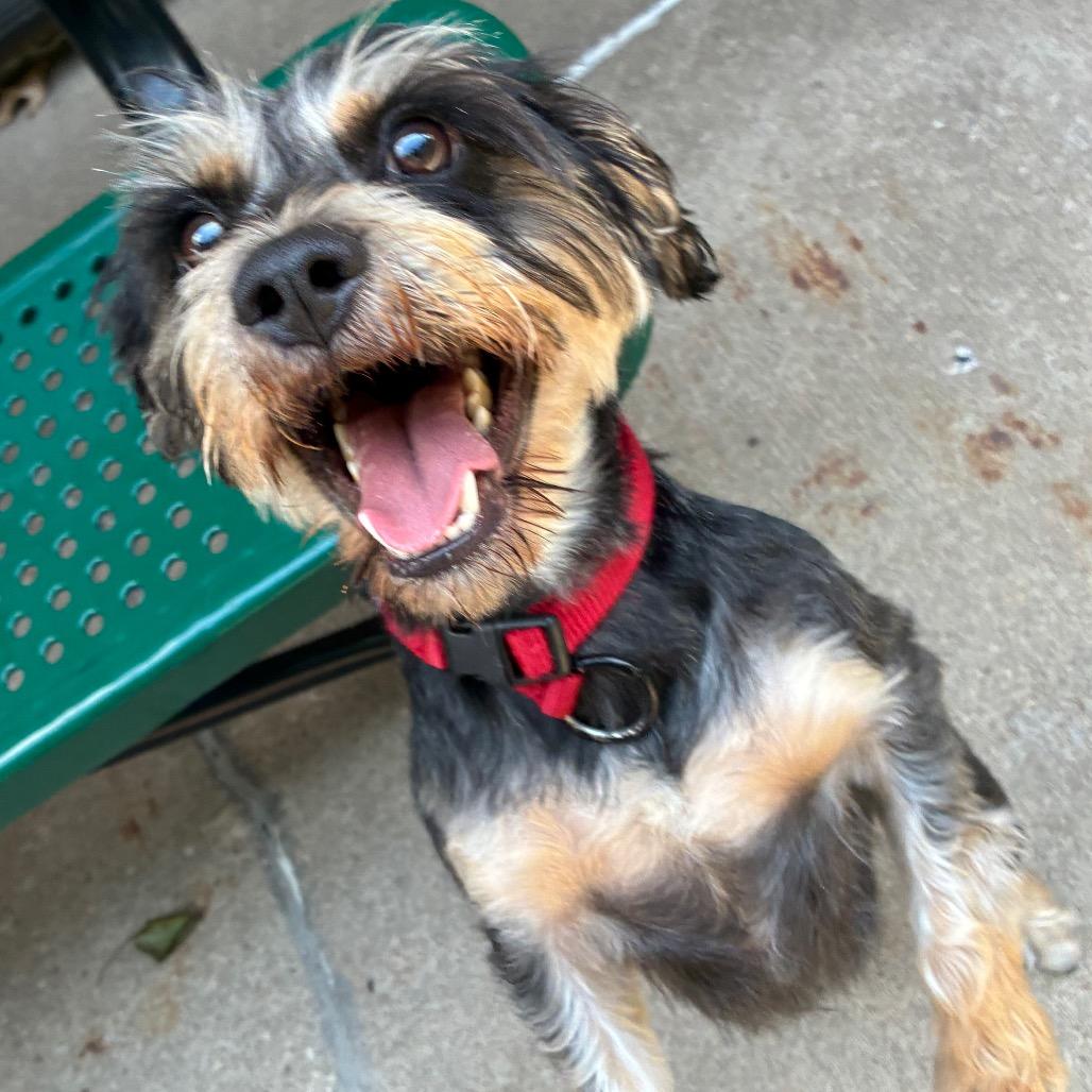 Enlarge Dash, a Adoptable Miniature Schnauzer in Tulsa, OK image 2/4