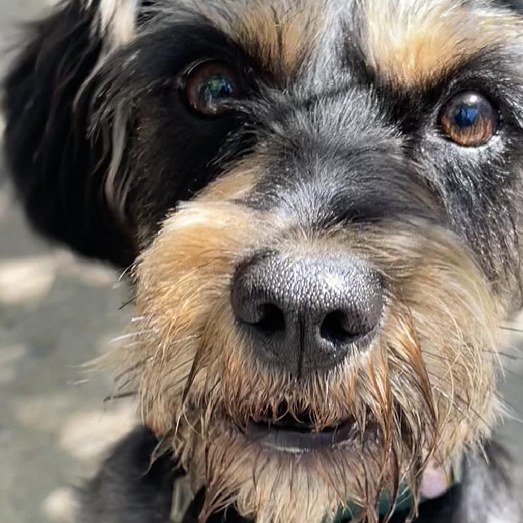 Enlarge Dash, a Adoptable Miniature Schnauzer in Tulsa, OK image 3/4