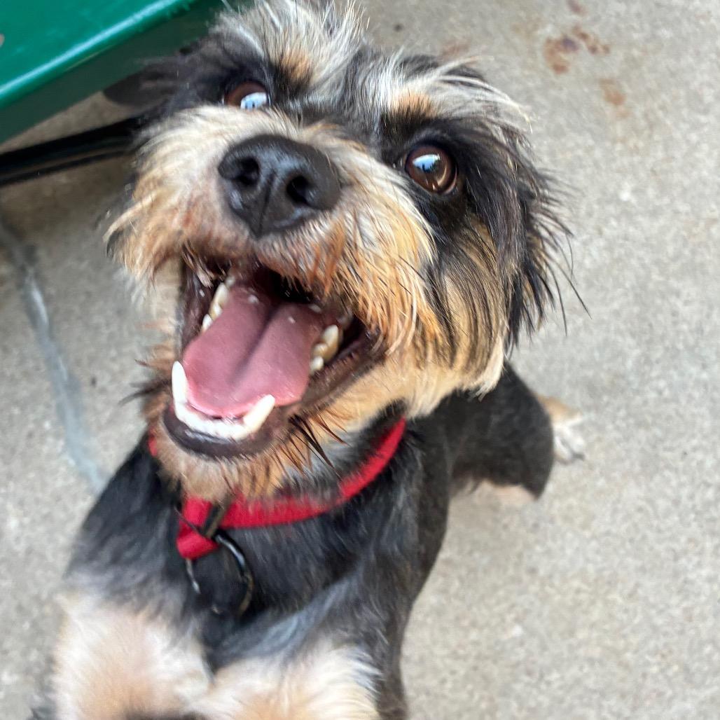 Enlarge Dash, a Adoptable Miniature Schnauzer in Tulsa, OK image 4/4