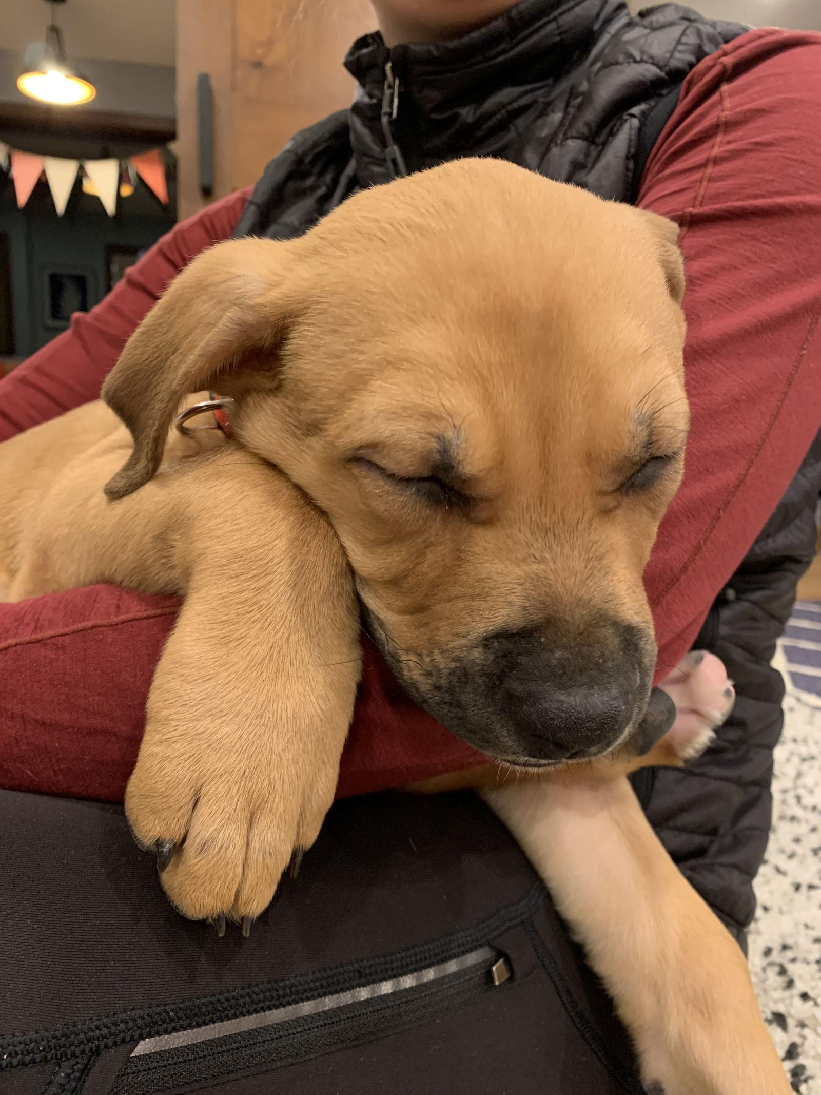 Enlarge Phoenix D6134, a Adoptable Shepherd in minneapolis, MN image 1/3