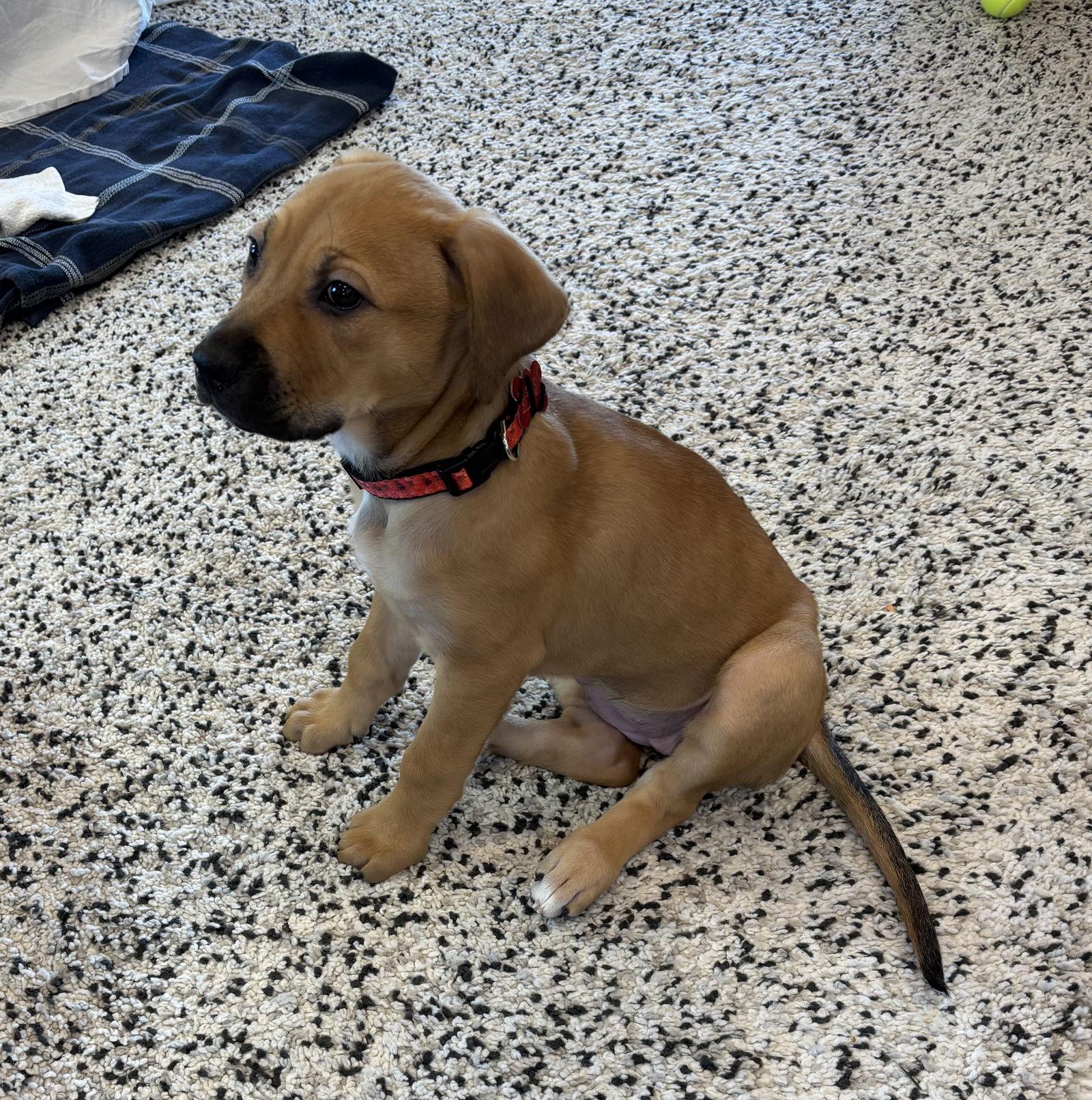 Enlarge Phoenix D6134, a Adoptable Shepherd in minneapolis, MN image 2/3