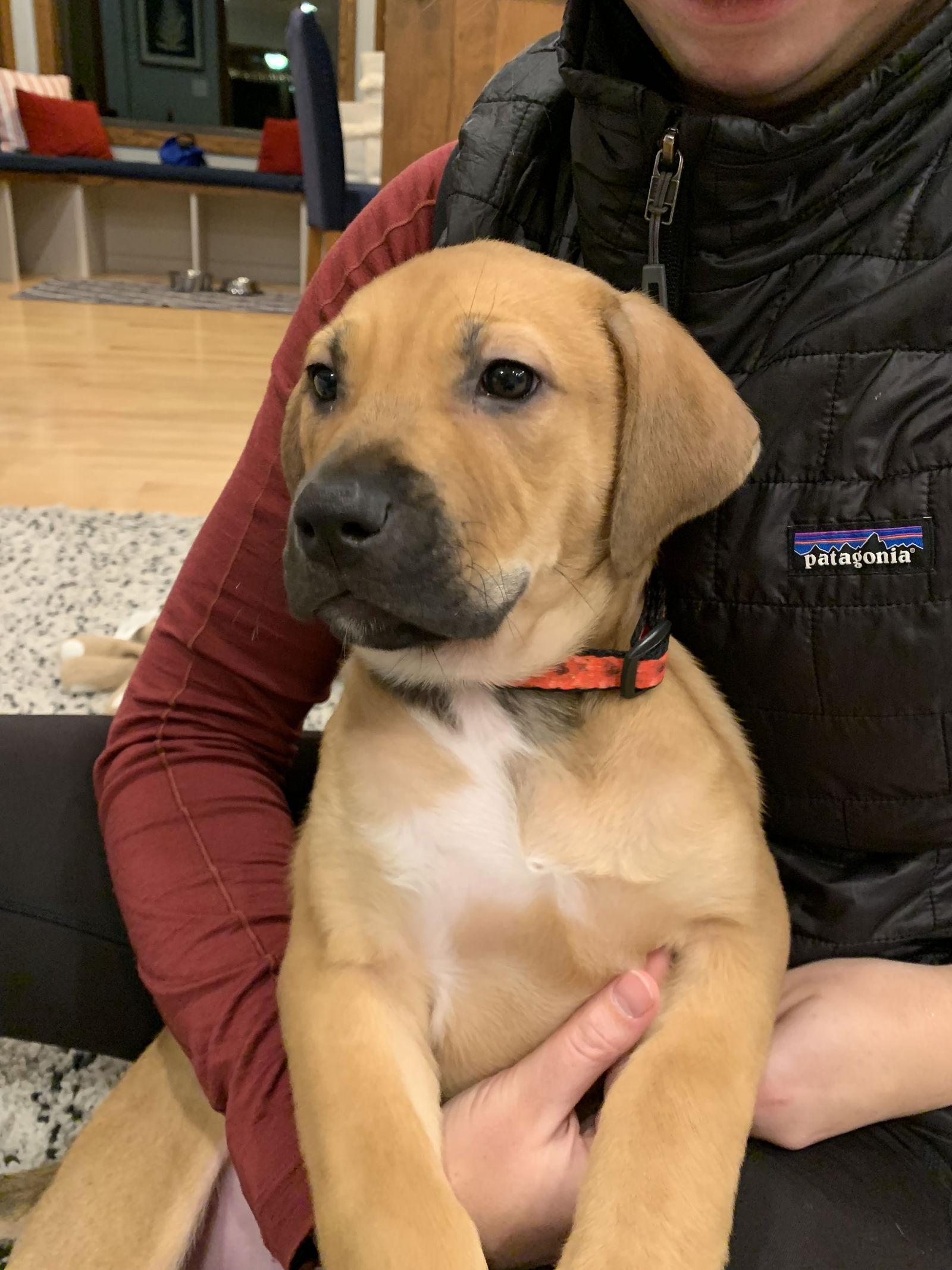 Enlarge Phoenix D6134, a Adoptable Shepherd in minneapolis, MN image 3/3