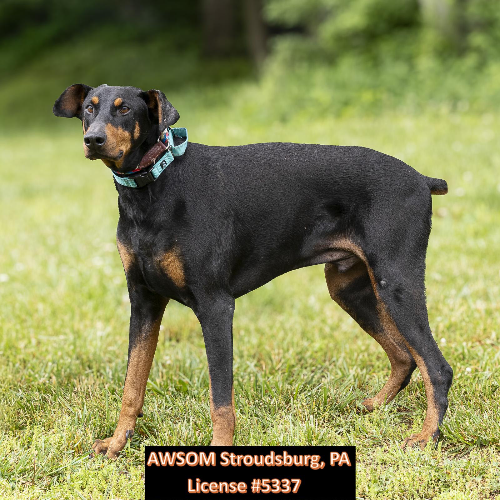 Shadow, a ADOPTABLE mixed breed in Stroudsburg, PA image 3/3