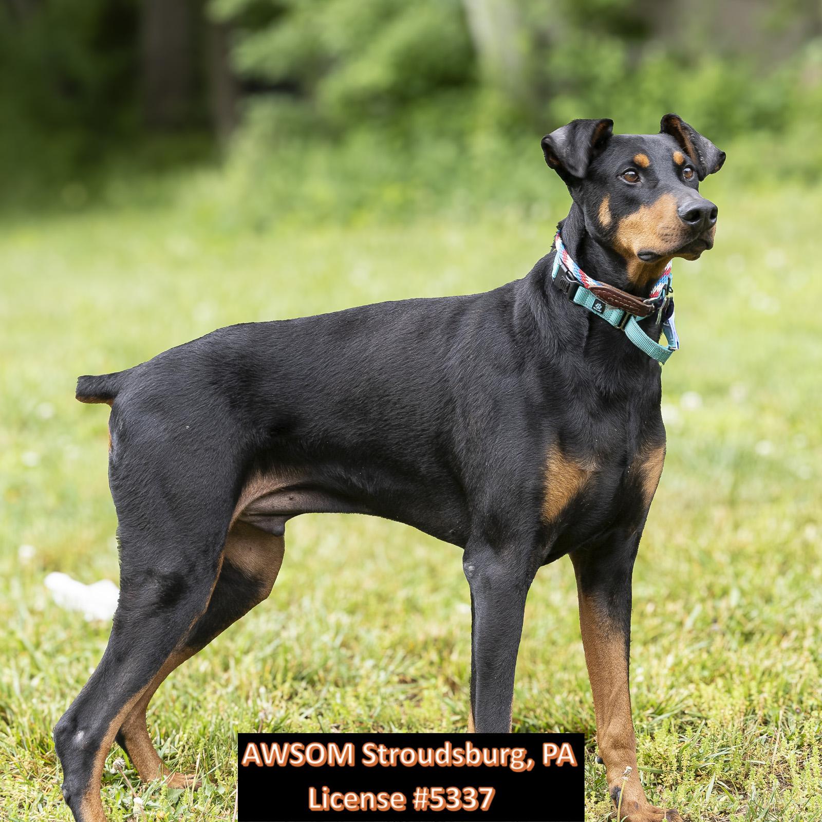 Shadow, ADOPTABLE, Adult Male Doberman Pinscher.