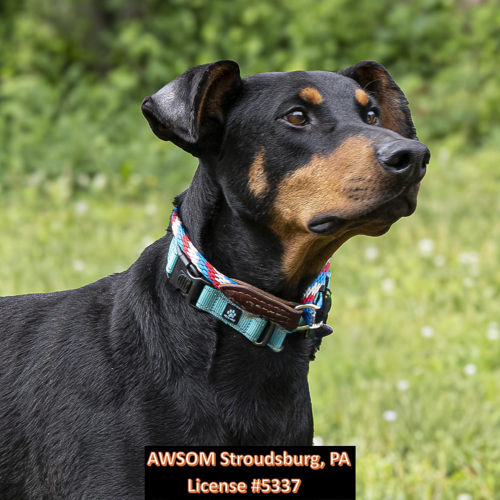 Shadow, a ADOPTABLE mixed breed in Stroudsburg, PA image 2/3