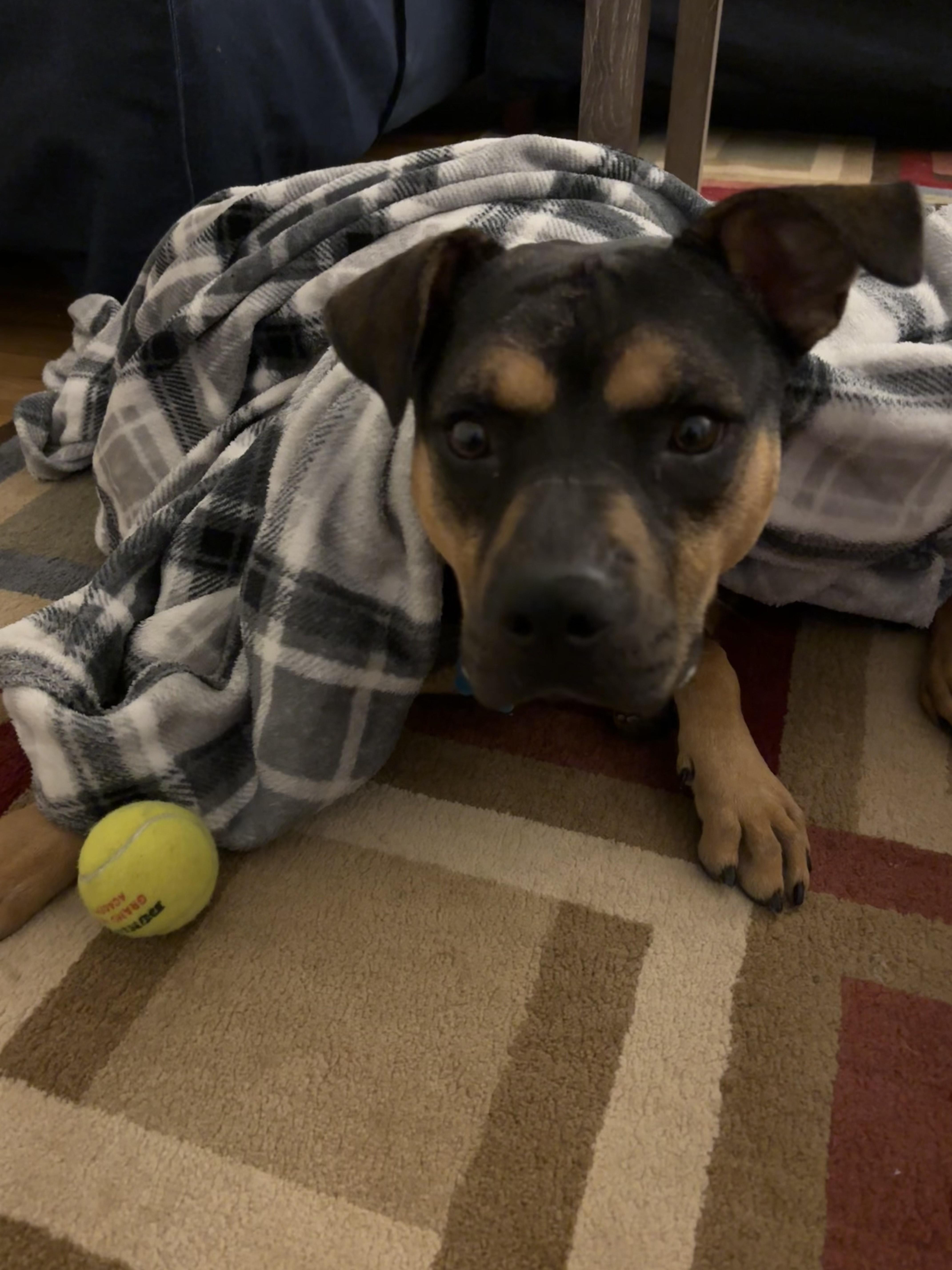 Enlarge Snickers, a Adoptable mixed breed in Mokena, IL image 2/5