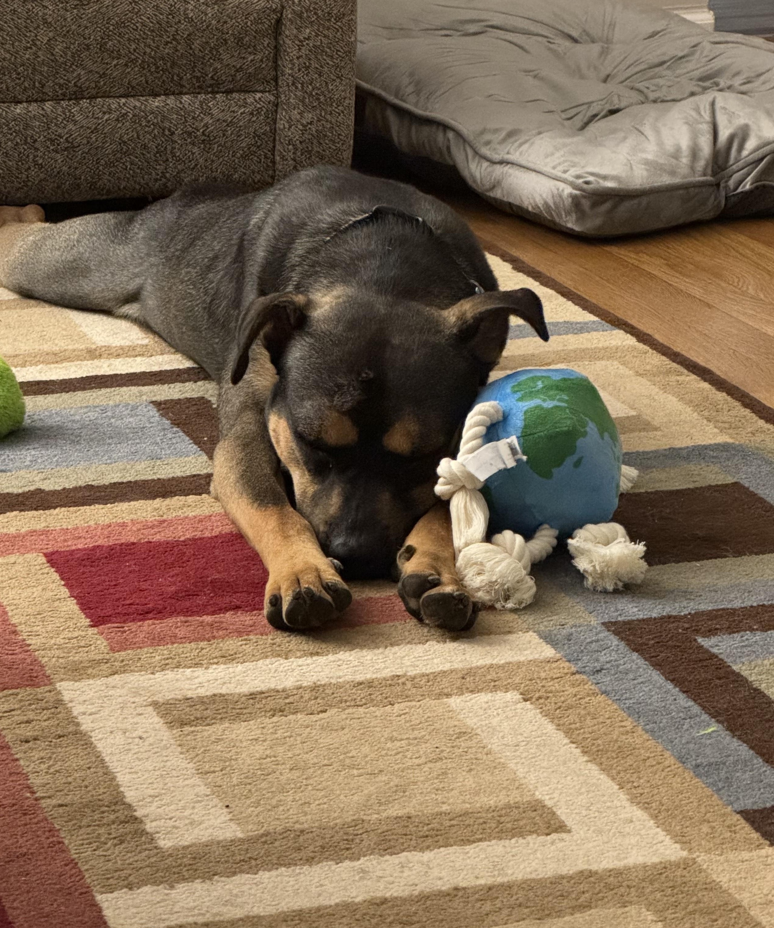 Enlarge Snickers, a Adoptable mixed breed in Mokena, IL image 4/5