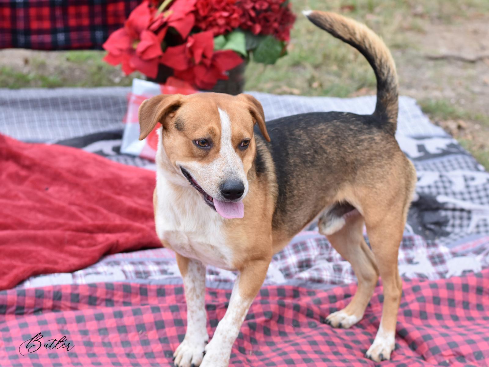 Enlarge Butler, a Adoptable mixed breed in Perrysburg, OH image 3/5