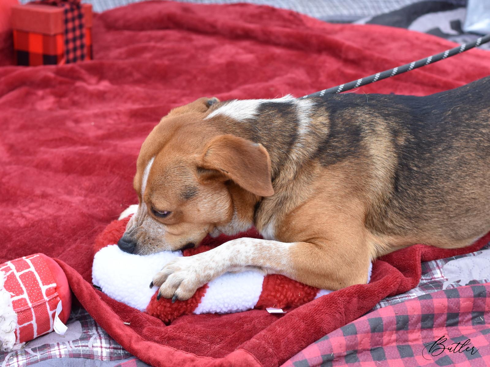 Enlarge Butler, a Adoptable mixed breed in Perrysburg, OH image 5/5