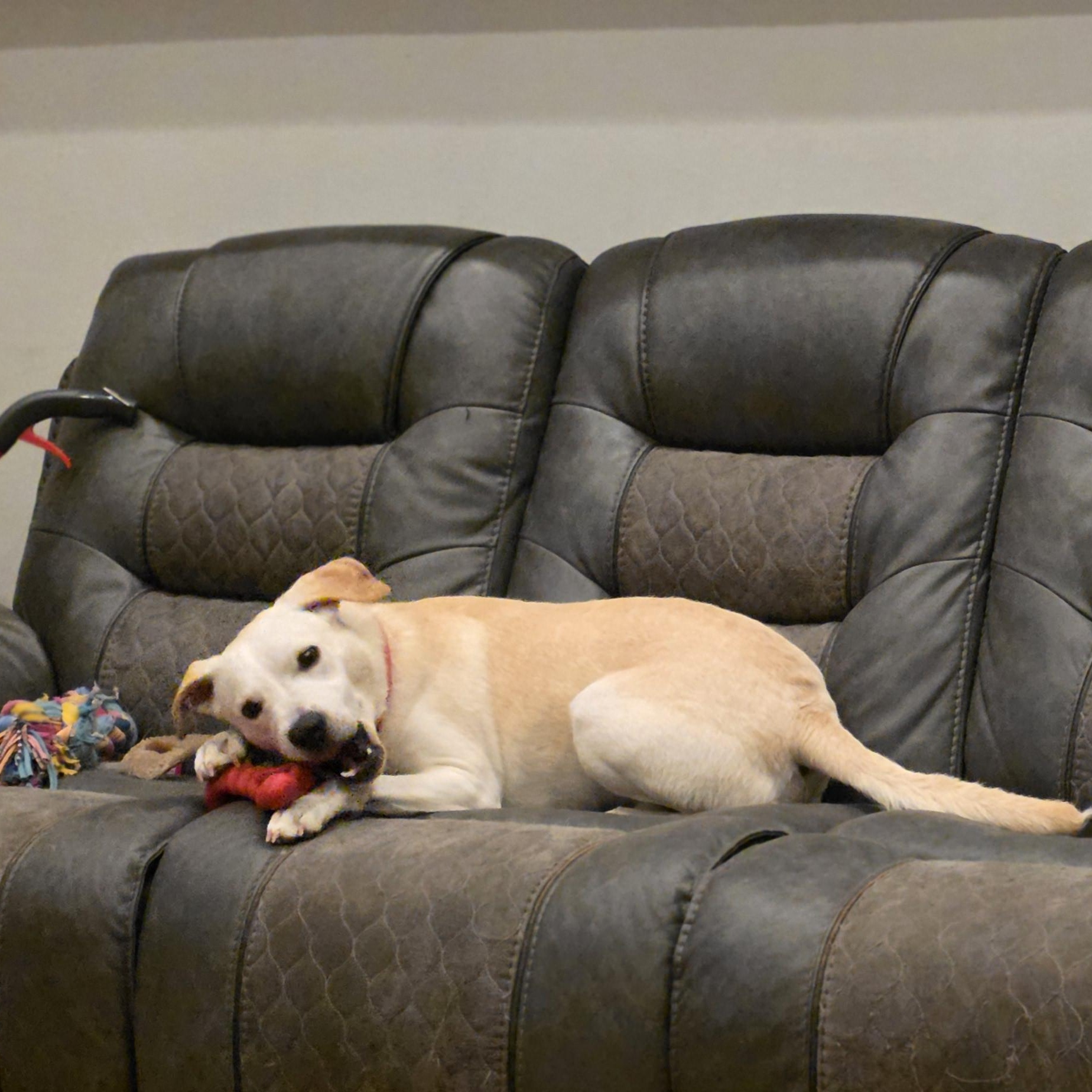 Enlarge Ziggy, a Adoptable mixed breed in Milwaukee, WI image 2/4