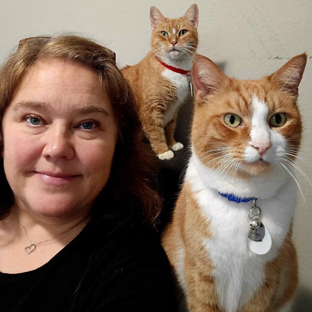 Enlarge Snickers, a Adoptable Domestic Short Hair in Ramona, CA image 1/6