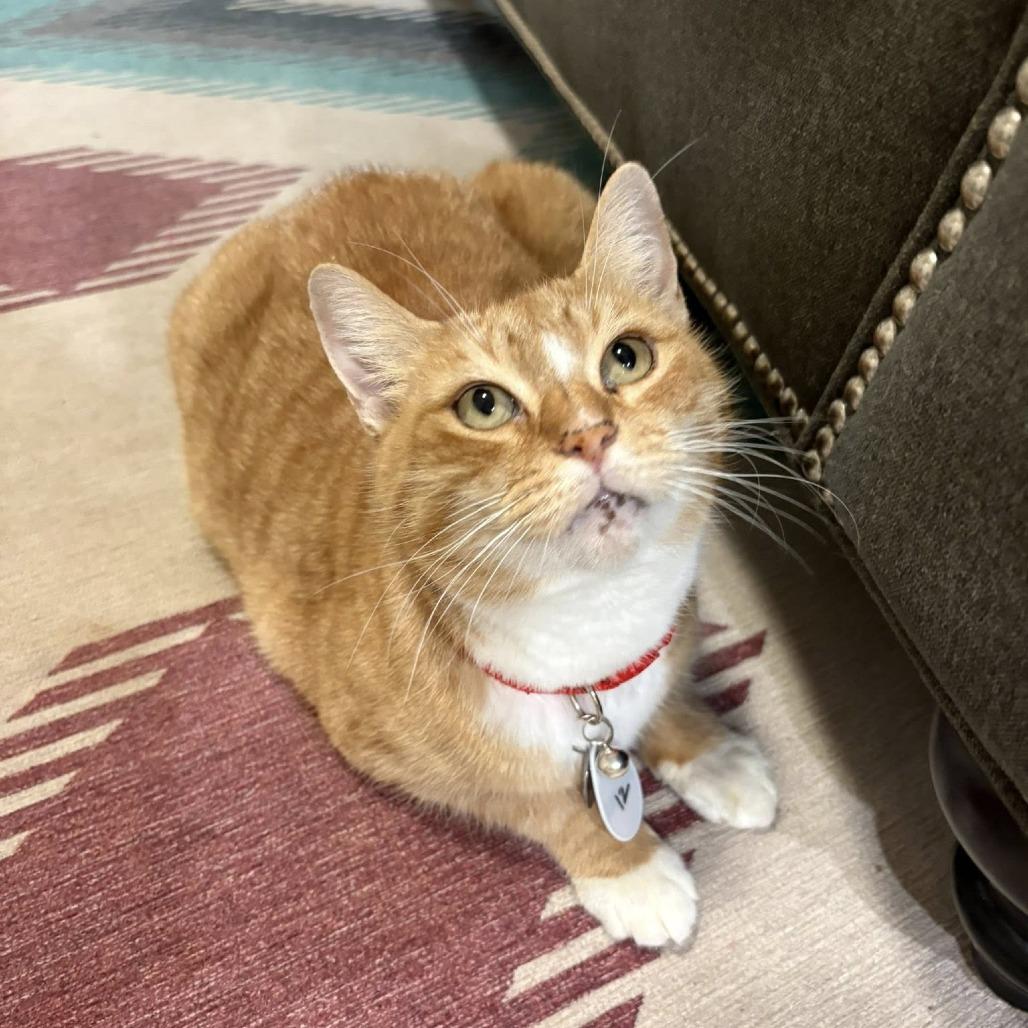 Enlarge Snickers, a Adoptable Domestic Short Hair in Ramona, CA image 2/6