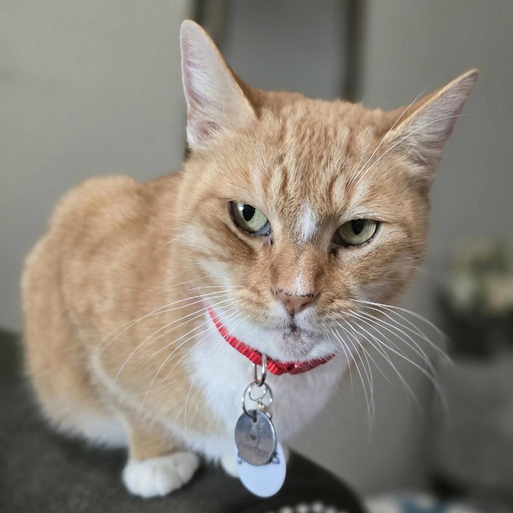 Enlarge Snickers, a Adoptable Domestic Short Hair in Ramona, CA image 3/6