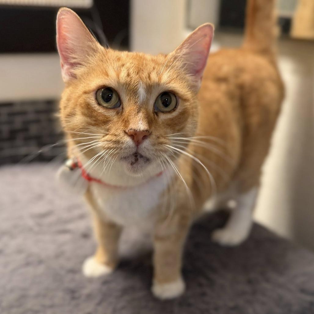 Enlarge Snickers, a Adoptable Domestic Short Hair in Ramona, CA image 4/6
