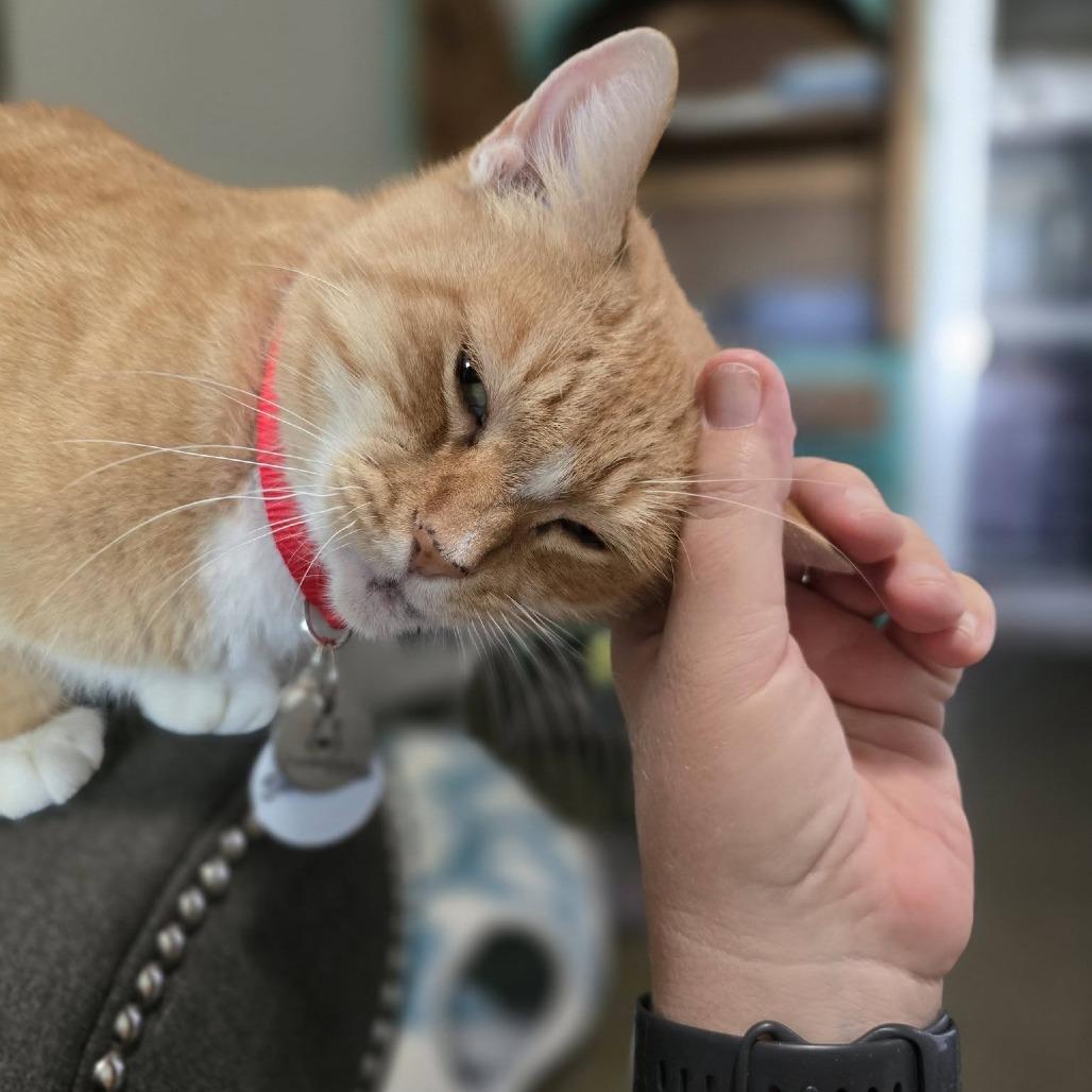 Enlarge Snickers, a Adoptable Domestic Short Hair in Ramona, CA image 5/6